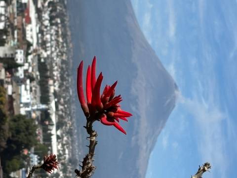 A bright red flower with a scenic mountain and cityscape in the background.