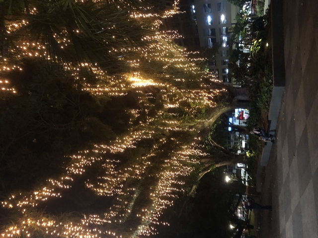 Trees decorated with warm lights at night