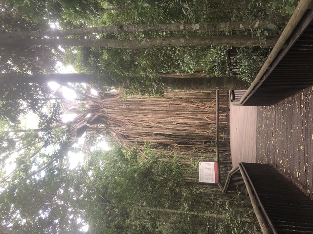       Large tree with intricate roots in a forest
  