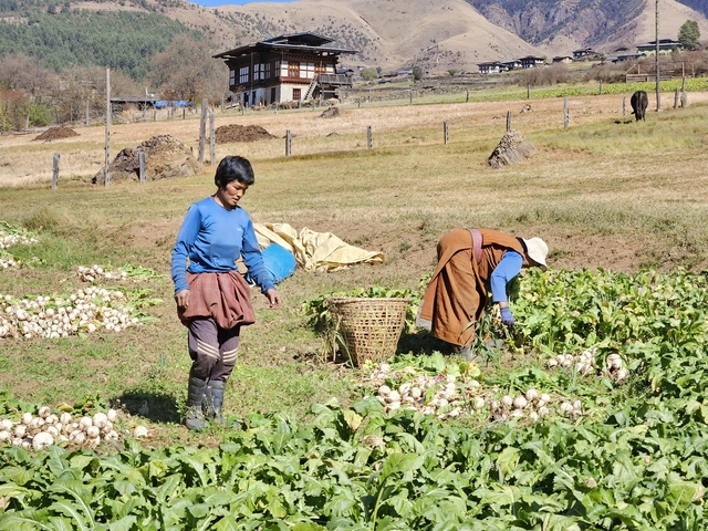 People working in a turnip field in a rural area.