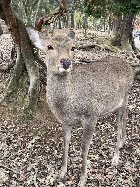       Deer standing in a woodland area.
  