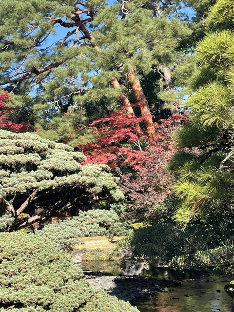       Japanese garden with vibrant autumn foliage.
  