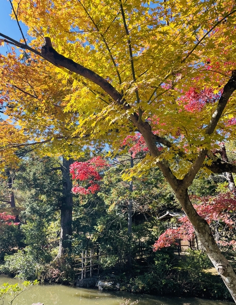       Colorful autumn leaves on trees in a park.
  