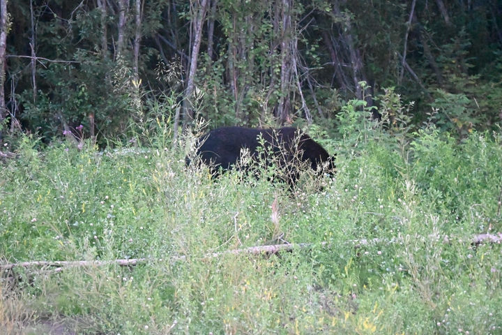 A black bear partially hidden among vegetation.