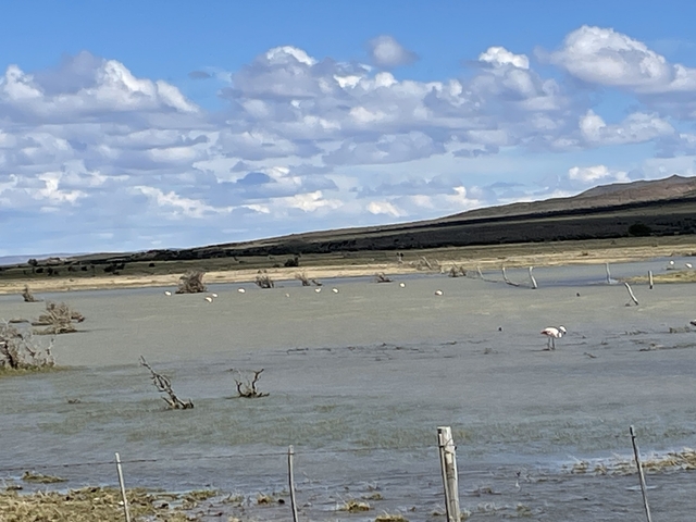 A group of flamingos in a waterlogged landscape.