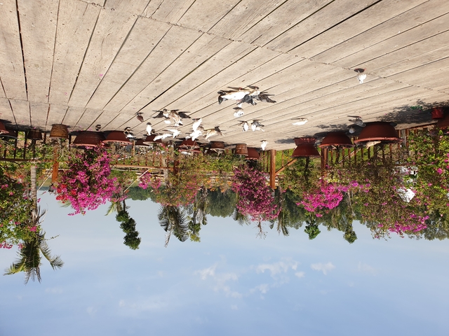 A wooden deck with potted plants and a clear sky above.