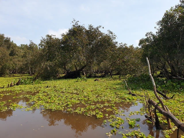A mangrove forest with aquatic plants and clear skies.