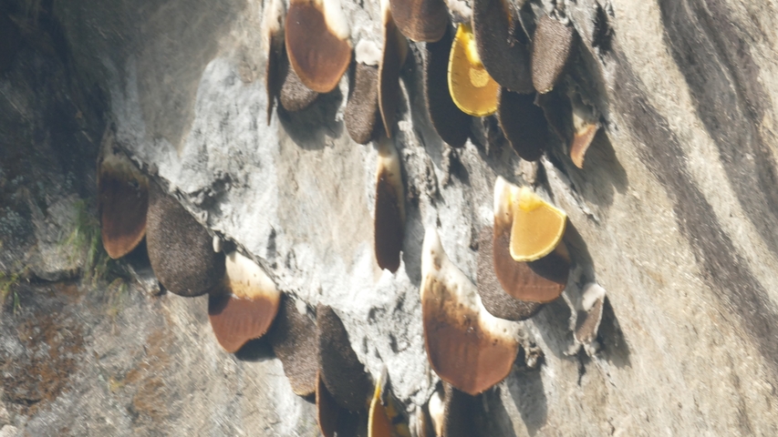 Honeycombs on a rock surface.