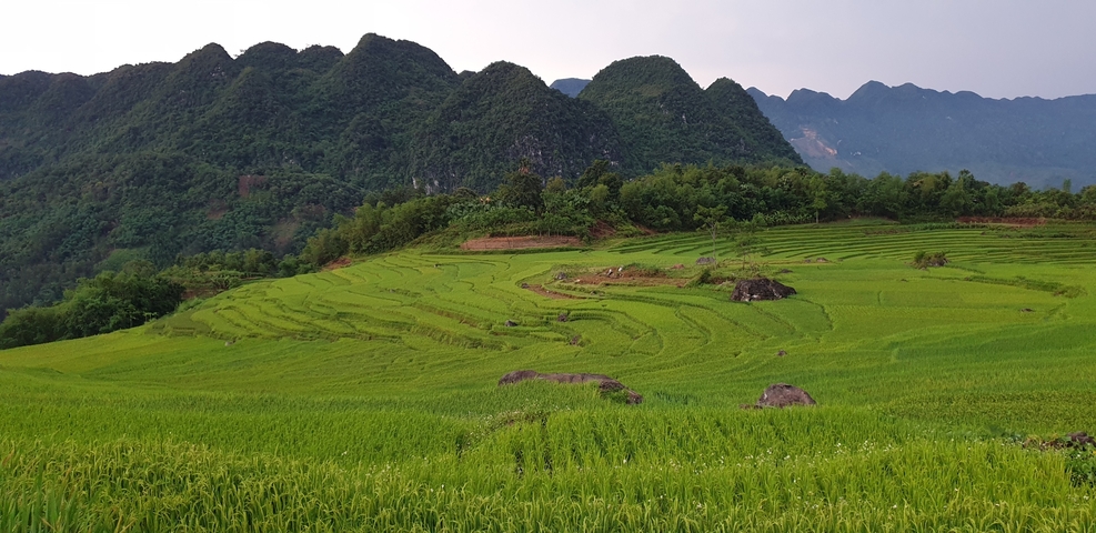 Terraced rice fields with mountains in the background.