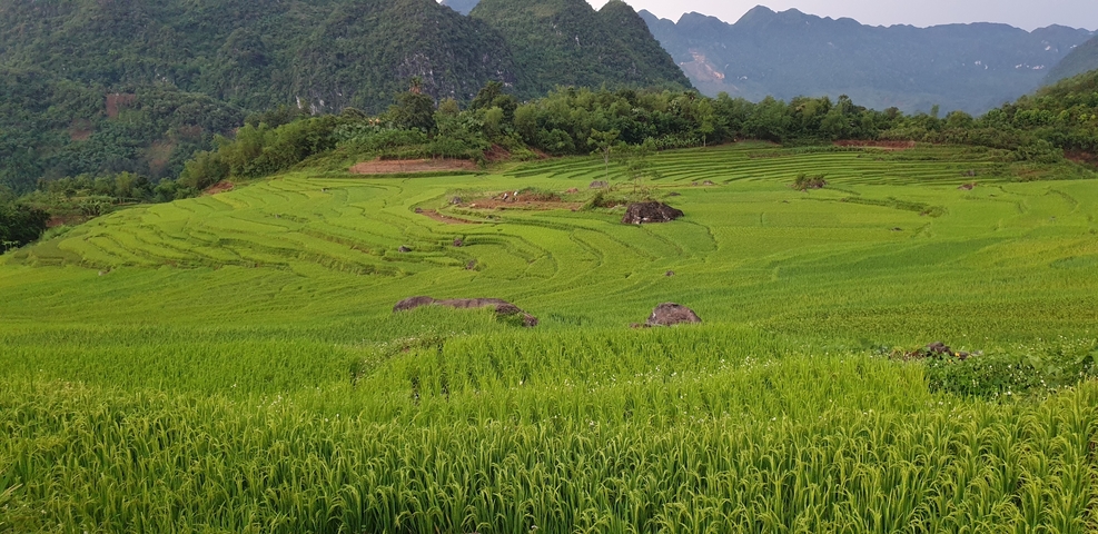 Green terraced fields against a mountain backdrop.