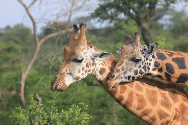 Two giraffes standing in the savanna.