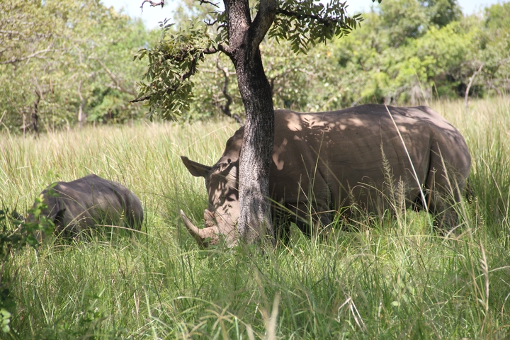 Rhinoceros and calf grazing near a tree.