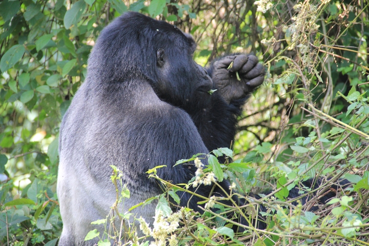 Silverback gorilla sitting on the ground.