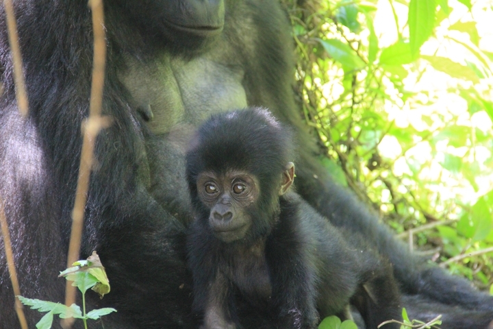 Baby gorilla sitting with its parent.