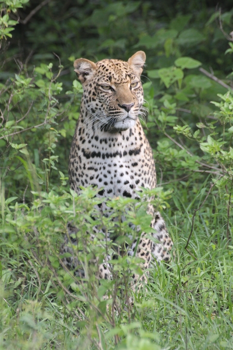 Leopard sitting amidst green foliage.