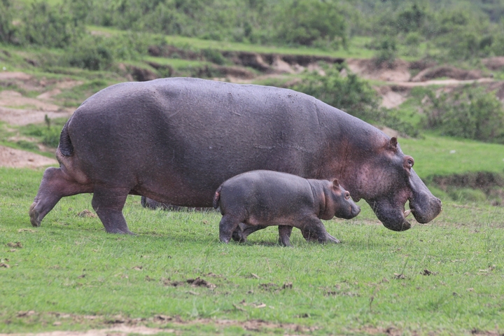 Mother hippo and calf walking on grass.