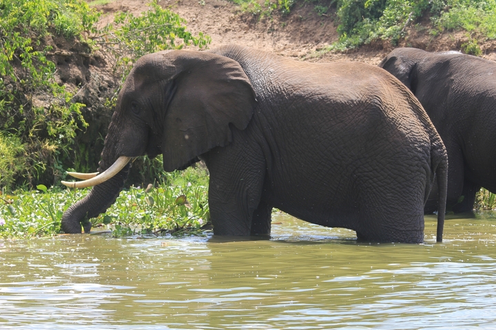 Elephants wading in water.