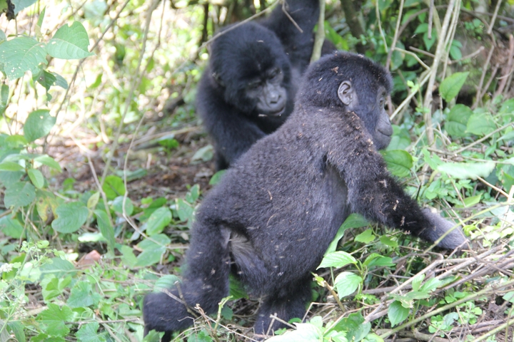 Gorillas foraging in the forest.
