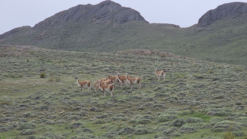 Group of wild vicuñas on a grassy hill
