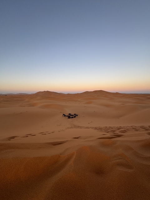 Desert landscape with camels resting in the sand during sunset.