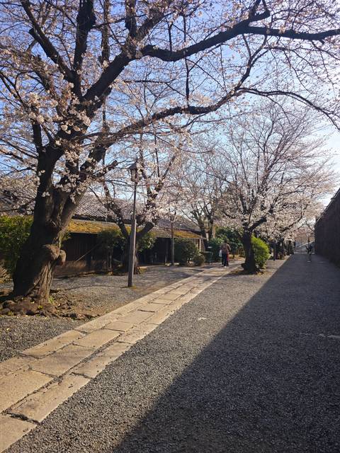 Path lined with cherry blossom trees in full bloom.