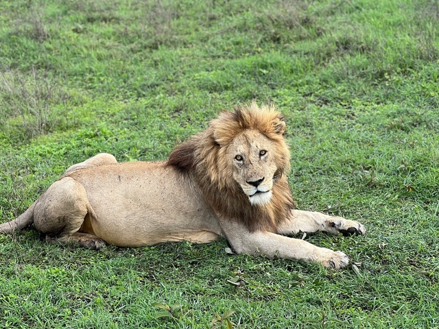 Lion lying on the grass, looking towards the camera.