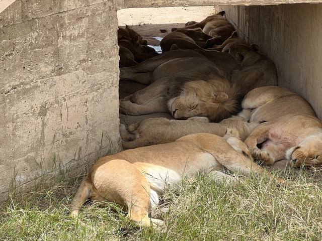       Lions resting in the shade of a structure.
  