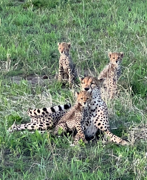       Cheetah with cubs sitting on a grassy plain.
  