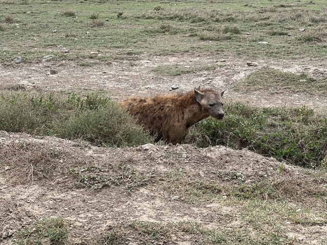       Hyena standing in a grassy area, partially hidden by bushes.
  