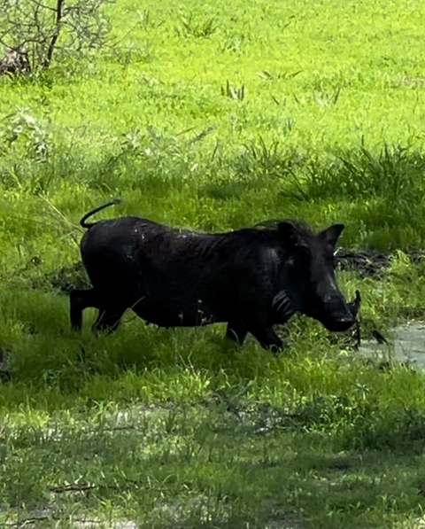       Warthog walking through grassy terrain in the wild.
  