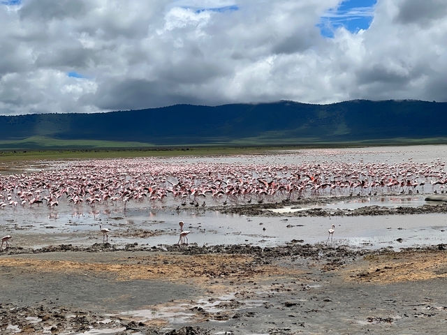       Large flock of flamingos in a lake with mountain backdrop.
  