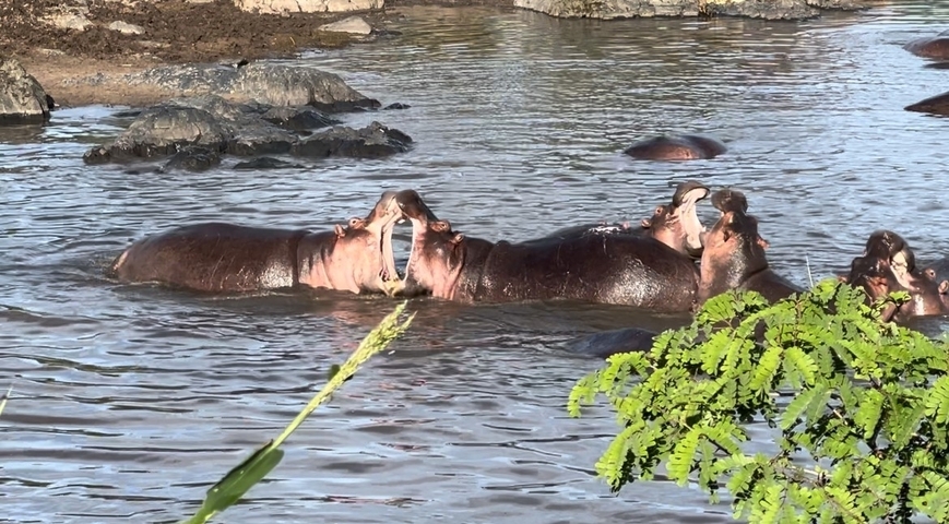 Two hippos in the water, one with its mouth open.