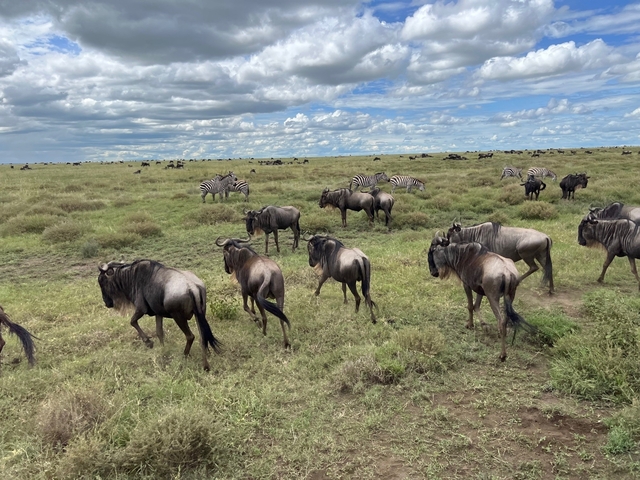 Herd of wildebeest and zebras grazing in a vast plain.