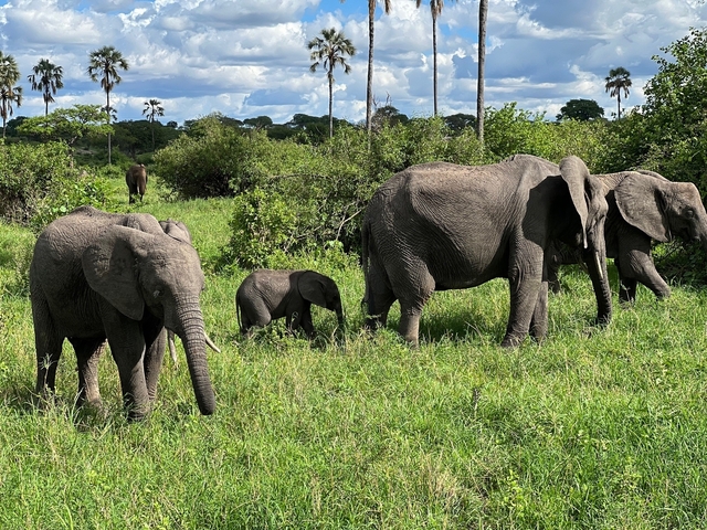       Elephants, including calves, walking through lush foliage.
  