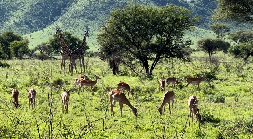       Giraffes and antelopes grazing in a grassy field.
  