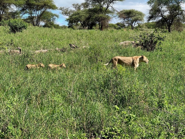       Lioness leading cubs through high grass.
  