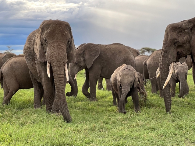       Elephant herd walking through grassy plains.
  