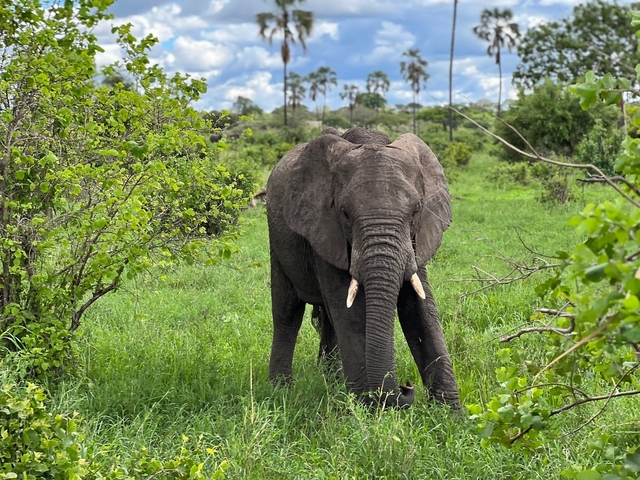 Elephant standing in a green field with trees.