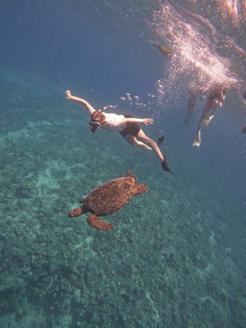       Person snorkeling underwater with a sea turtle.
  