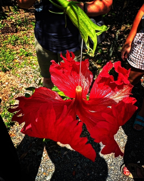       Close-up of a vibrant red flower.
  
