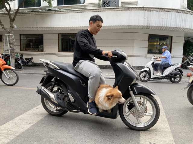       A man on a motorbike with a dog resting on the handle.
  