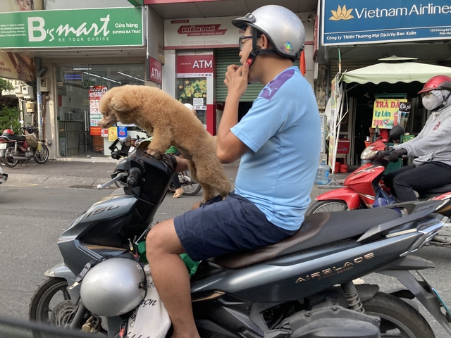       A man on a scooter with a dog in the front.
  