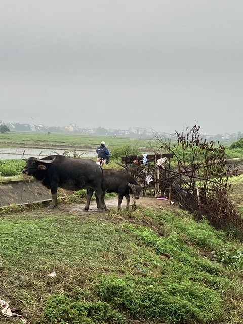       Two buffaloes standing on a rural path.
  