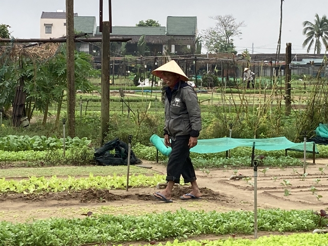 A farmer working in a vegetable garden.