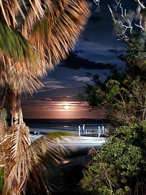 Palm tree and shoreline with a moonlit sky.