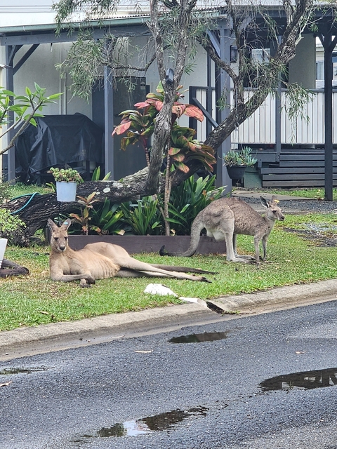 Two kangaroos resting on grass next to a garden.