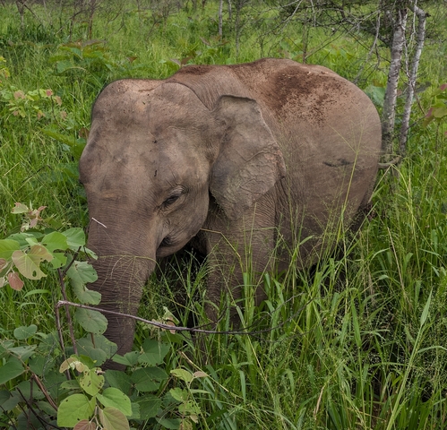 Young elephant feeding in tall grass in a forest.
