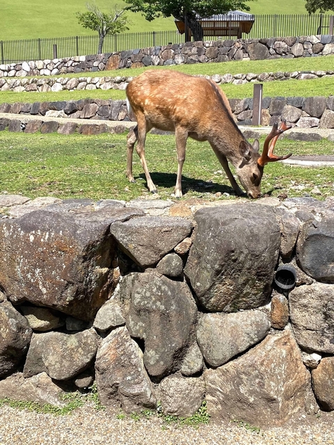 Deer in a grassy area with stone wall.