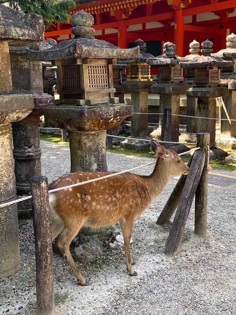Deer among ancient stone pillars and structures.