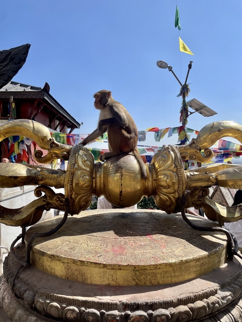       Monkey sitting on a golden metal structure with prayer flags.
  